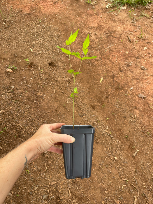 Short-toothed Mountain Mint | Pycnanthemum muticum