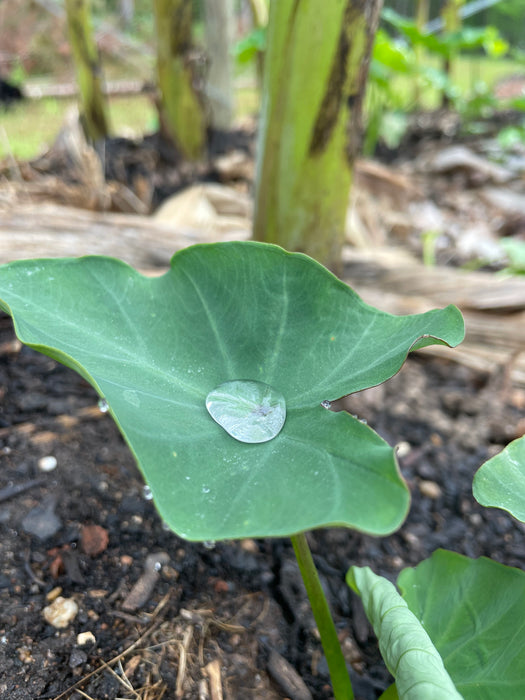 Taro Root