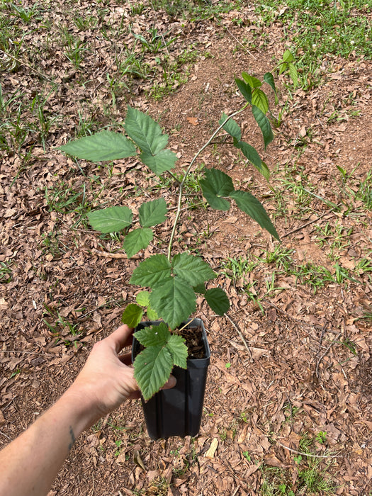 Triple Crown Blackberry