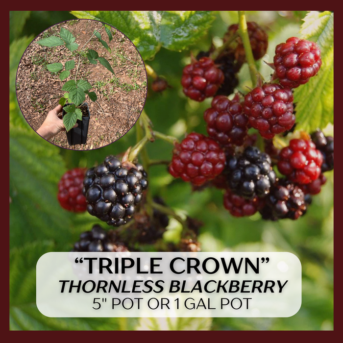 Triple Crown Blackberry