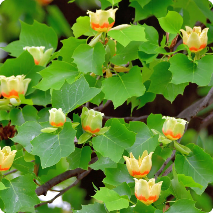 Tulip Poplar