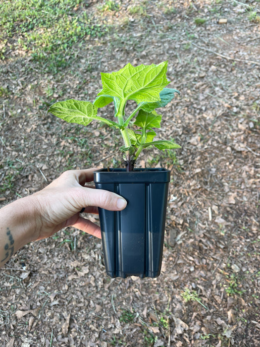 Golden Yacón, Peruvian Ground Apple, Earth Apple | Smallanthus sonchifolius