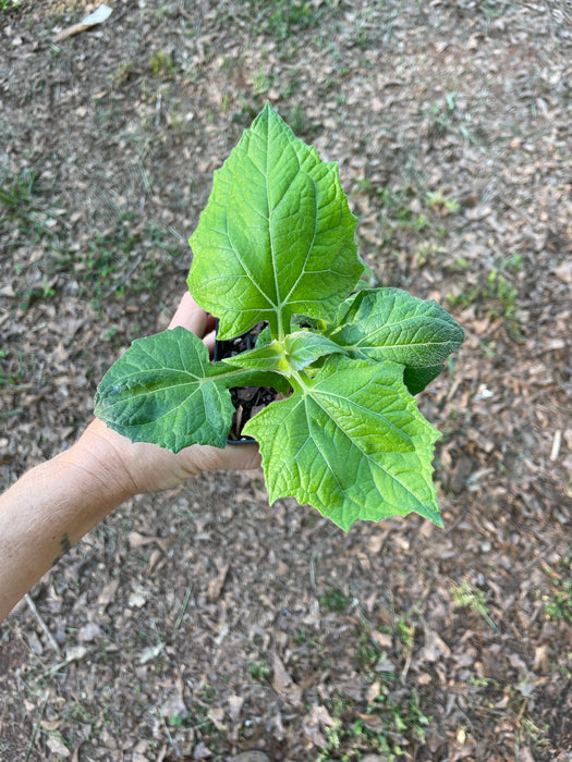 Golden Yacón, Peruvian Ground Apple, Earth Apple | Smallanthus sonchifolius