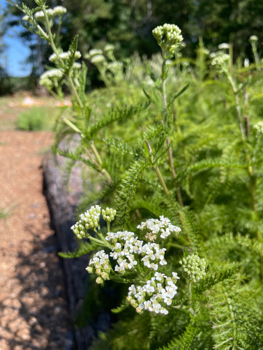 Native White Yarrow | Achillea millefolium