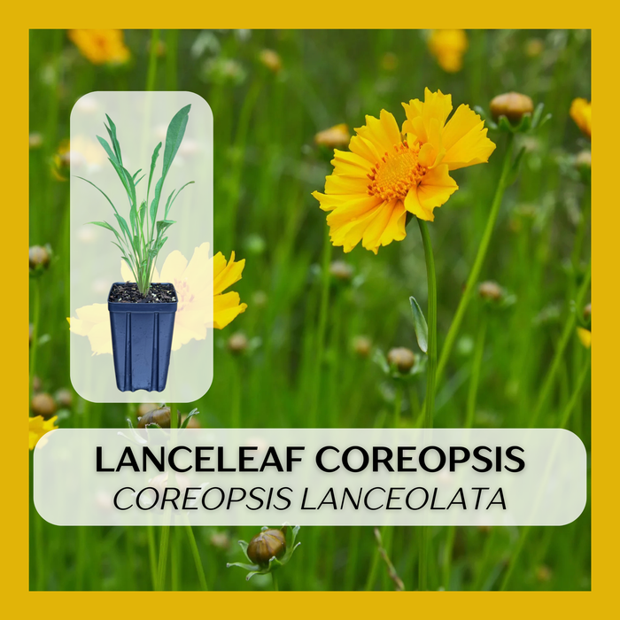 Lanceleaf Coreopsis | Coreopsis lanceolata