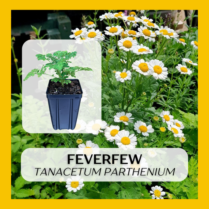 Feverfew | Tanacetum parthenium
