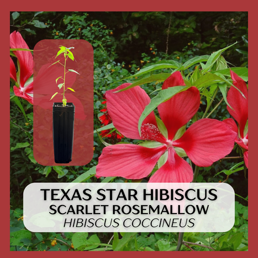 Texas Star Hibiscus Scarlet Rosemallow plant shown with a close-up of a red flower and a small potted plant inset, on a foliage background with a red border and text label.