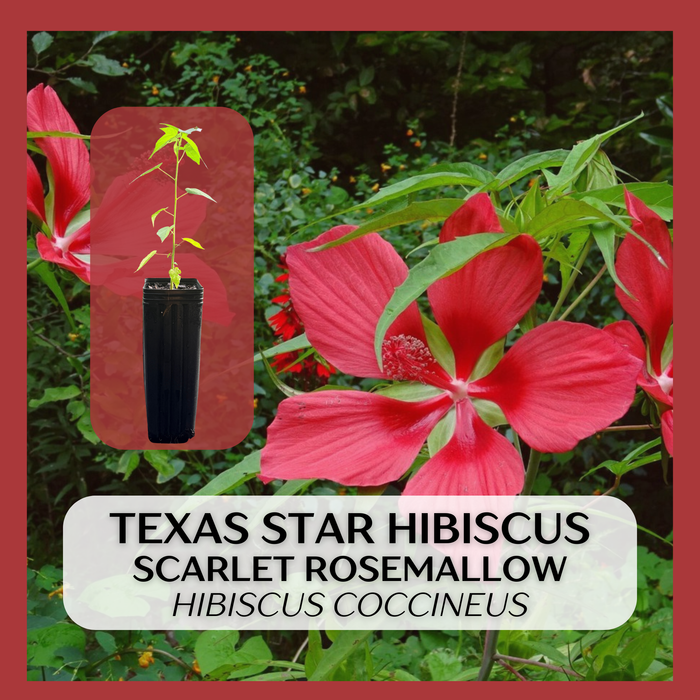 Texas Star Hibiscus Scarlet Rosemallow plant shown with a close-up of a red flower and a small potted plant inset, on a foliage background with a red border and text label.