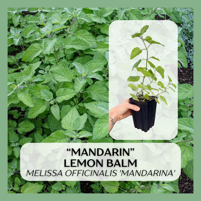 Mandarin Lemon Balm | Melissa officinalis 'Mandarina'