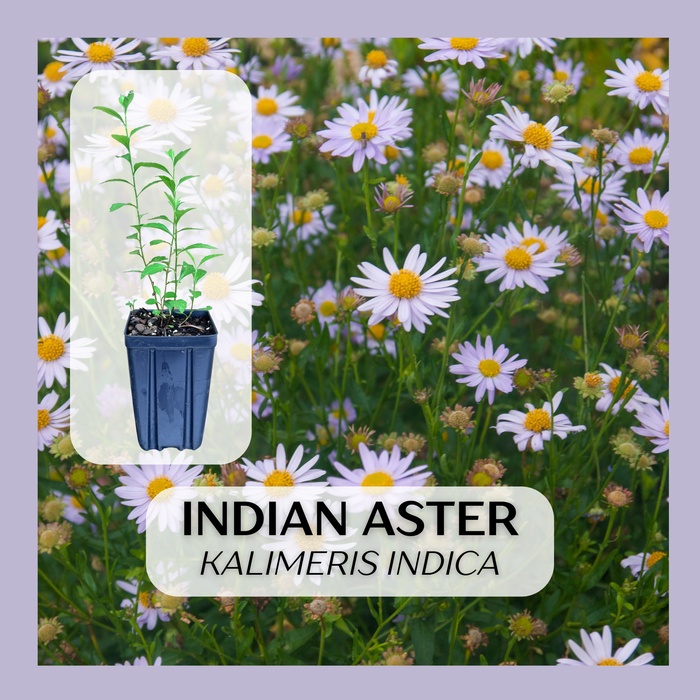 Indian Aster | Kalimeris indica