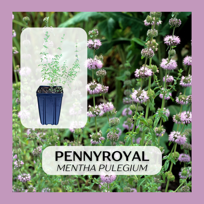 Pennyroyal | Mentha pulegium