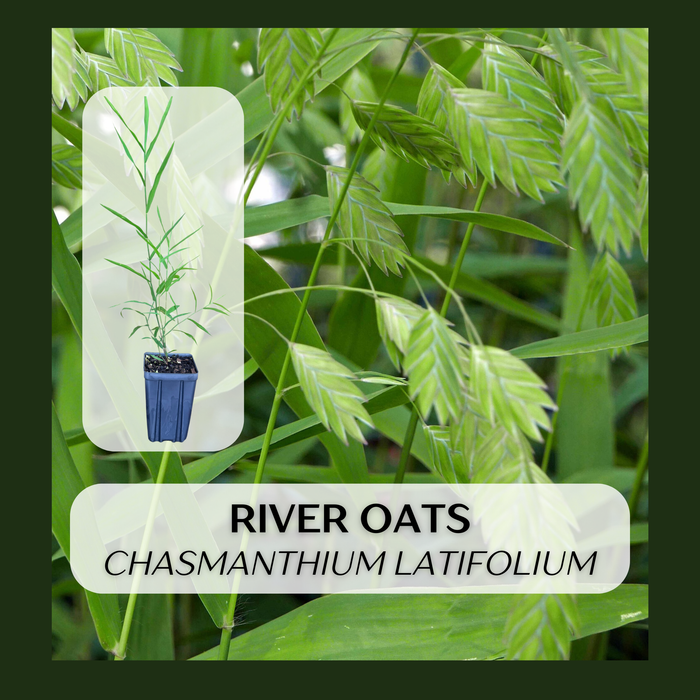 River Oats | Chasmanthium latifolium