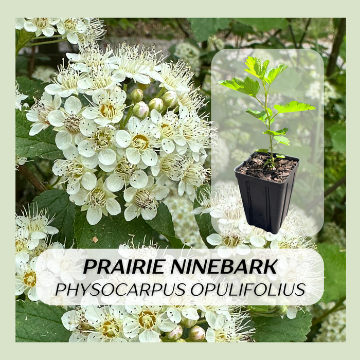 Prairie Ninebark | Physocarpus opulifolius