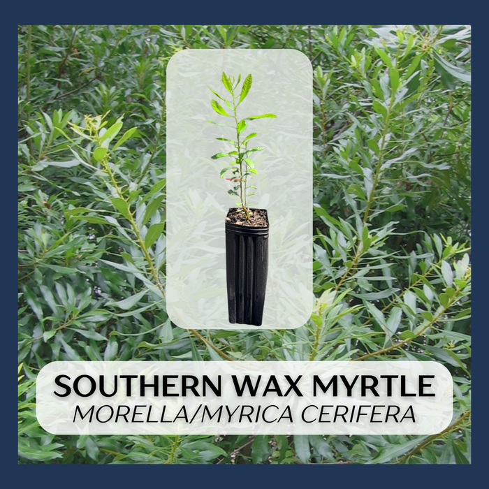 Southern Wax Myrtle, Barberry | Myrica cerifera, Morella cerifera