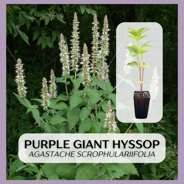 Purple Giant Hyssop | Agastache scrophulariifolia