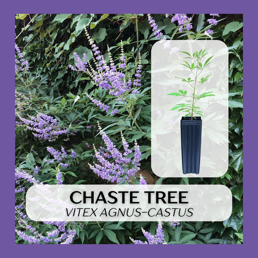 A product listing graphic for a Vitex Agnus-Castus chaste tree plant in a dark navy ribbed pot, set against a background of live chaste bushes with purple flowers. The image features a purple border and text overlays reading 'CHASTE TREE' and 'VITEX AGNUS-CASTUS'.