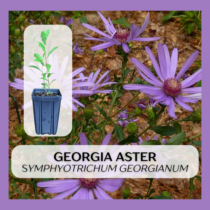 Georgia Aster | Symphyotrichum georgianum