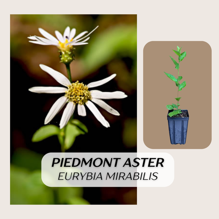 Piedmont Aster | Eurybia mirabilis