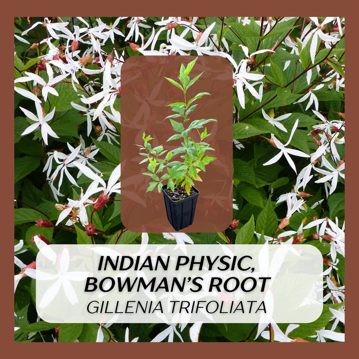 Indian Physic, Bowman's Root | Gillenia trifoliata