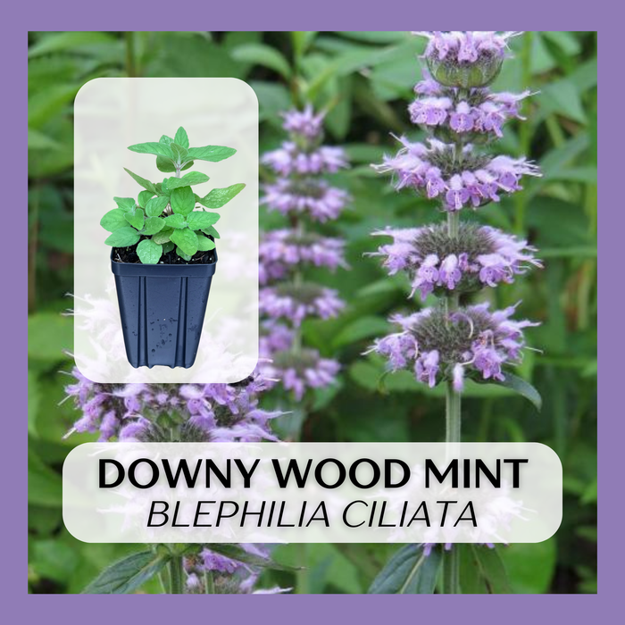 Downy Wood Mint | Blephilia ciliata