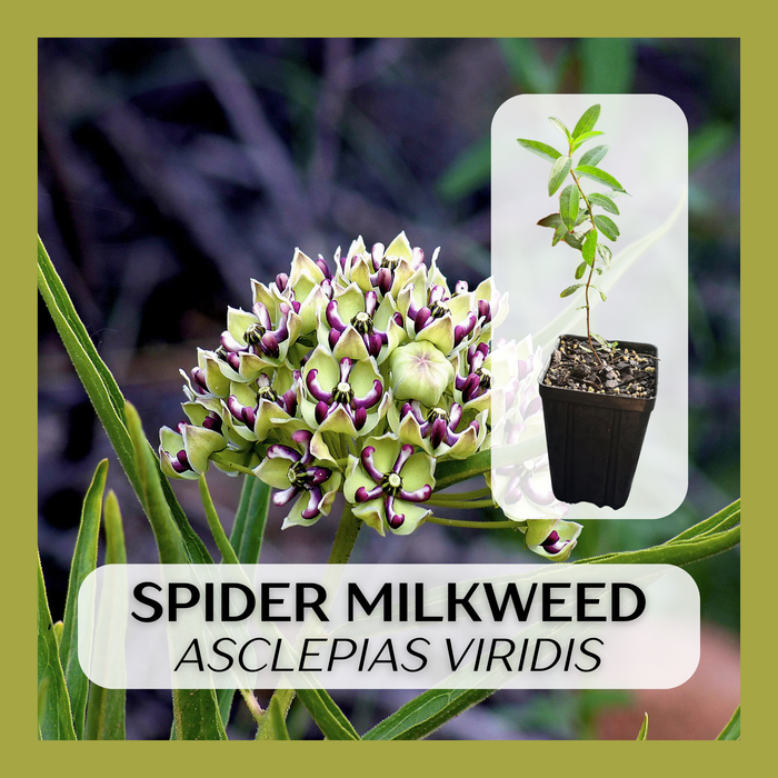 Spider Milkweed | Asclepias viridis