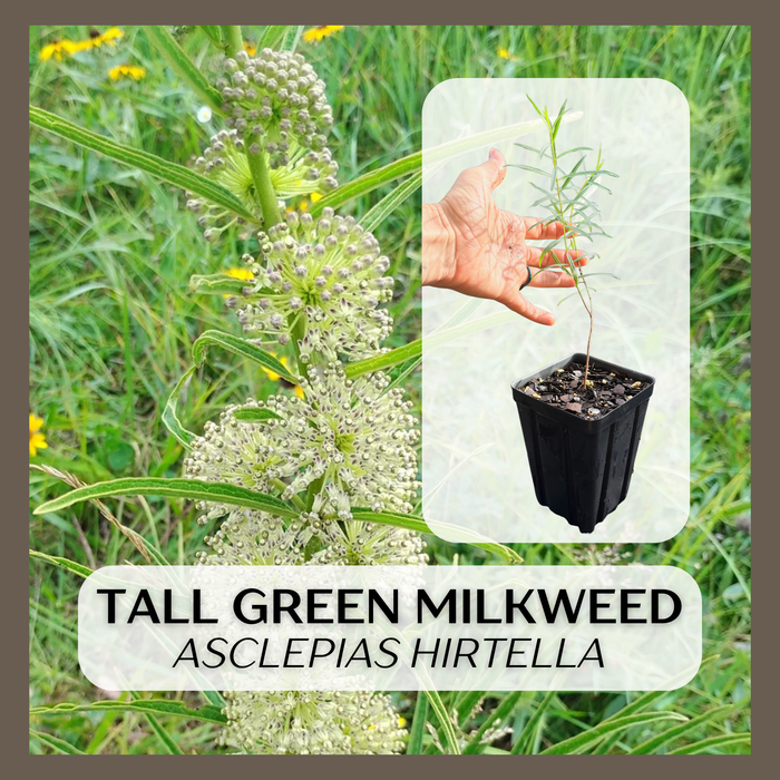 Tall Green Milkweed | Asclepias hirtella