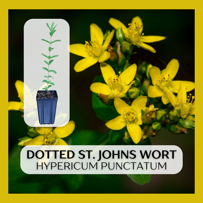 Dotted / Spotted St. Johns Wort | Hypericum punctatum