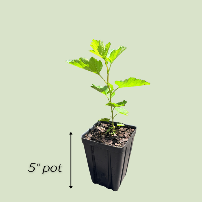 Prairie Ninebark | Physocarpus opulifolius