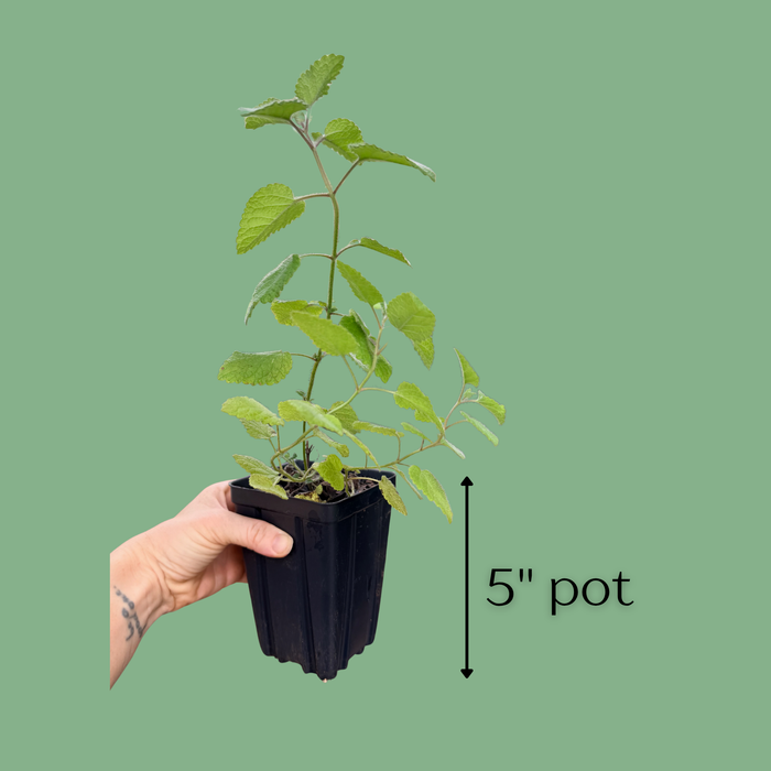 Mandarin Lemon Balm | Melissa officinalis 'Mandarina'