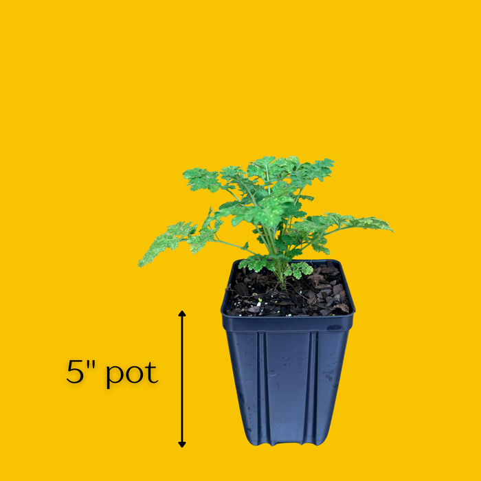 Feverfew | Tanacetum parthenium