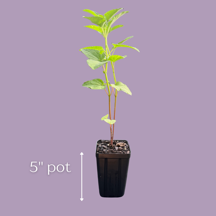 Purple Giant Hyssop | Agastache scrophulariifolia