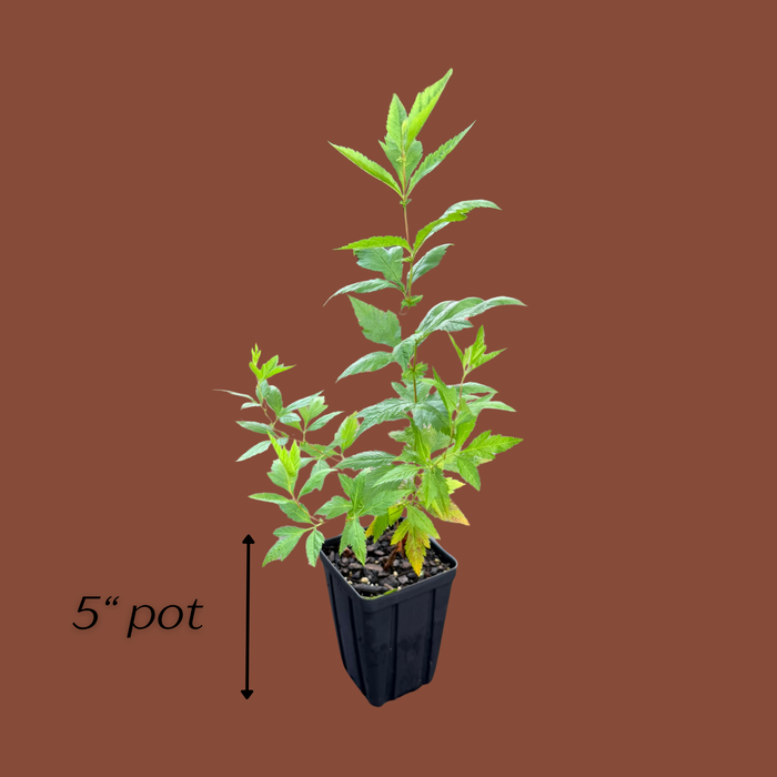 Indian Physic, Bowman's Root | Gillenia trifoliata