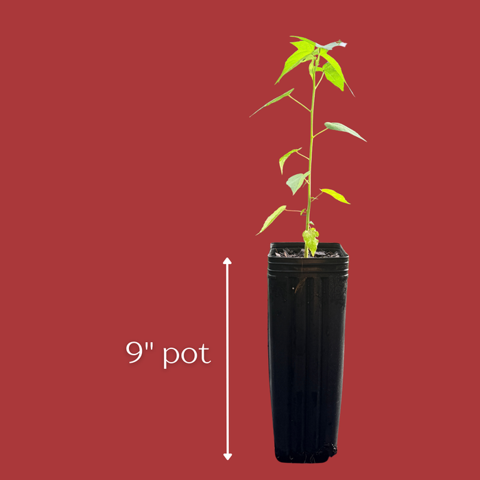A small green plant in a tall black 9-inch pot, shown against a solid red background with a vertical measurement arrow and the text '9" pot' indicating the pot height.