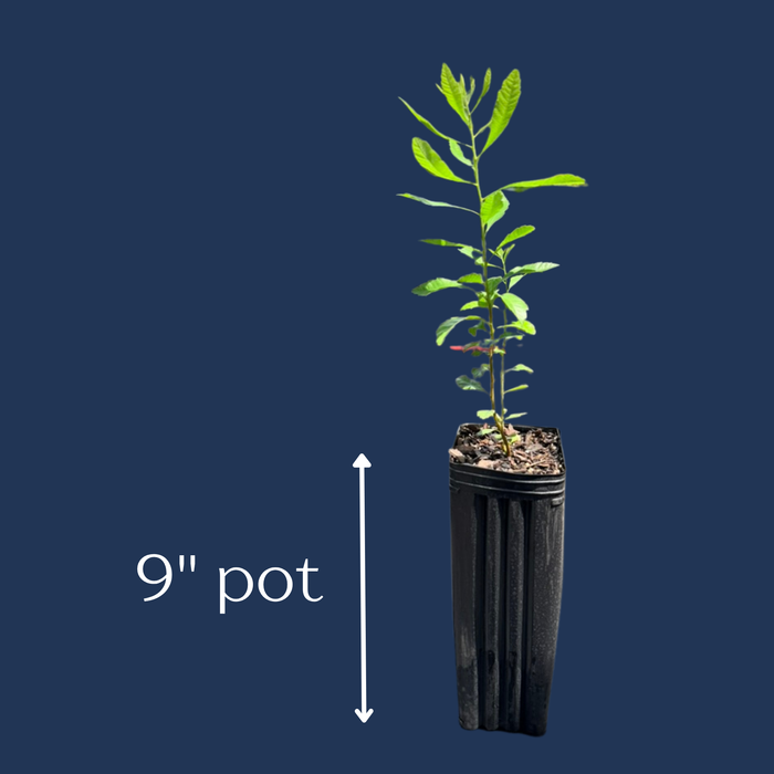 Southern Wax Myrtle, Barberry | Myrica cerifera, Morella cerifera