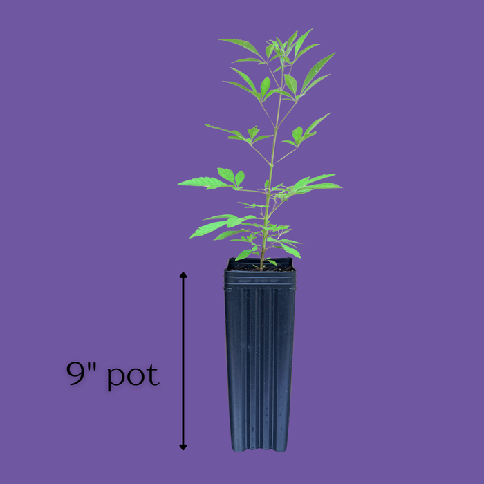 A green leafy plant in a tall black plastic nursery pot on a solid purple background, with a vertical measurement arrow and the text '9" pot' indicating the pot height.
