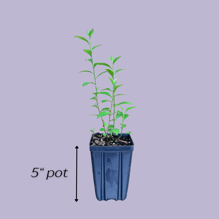 Indian Aster | Kalimeris indica