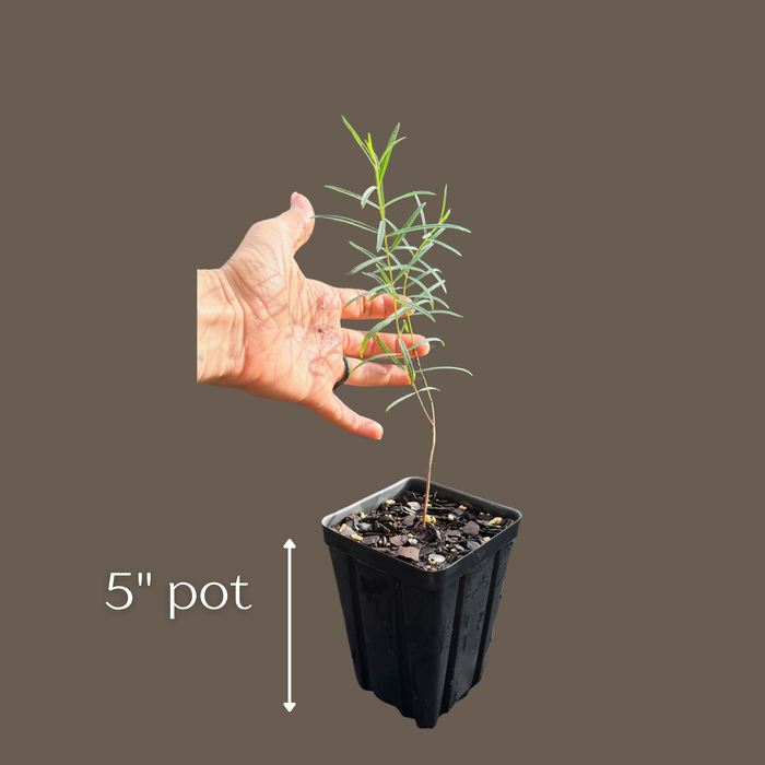 Tall Green Milkweed | Asclepias hirtella