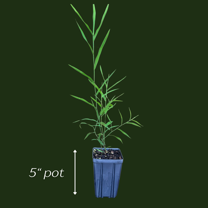 River Oats | Chasmanthium latifolium