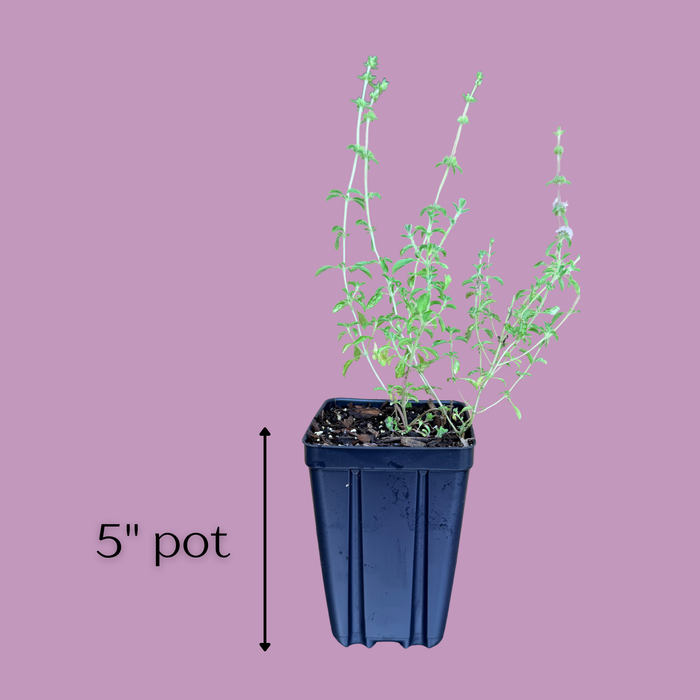Pennyroyal | Mentha pulegium