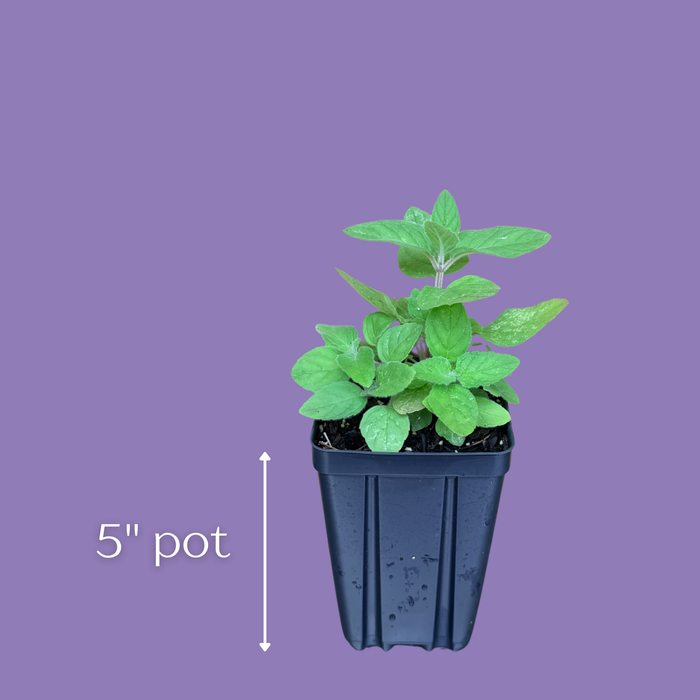 Downy Wood Mint | Blephilia ciliata
