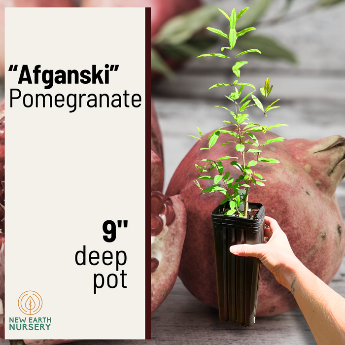 Afganski Russian Pomegranate