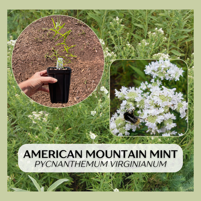 American / Virginia Mountain Mint | Pycnanthemum virginianum