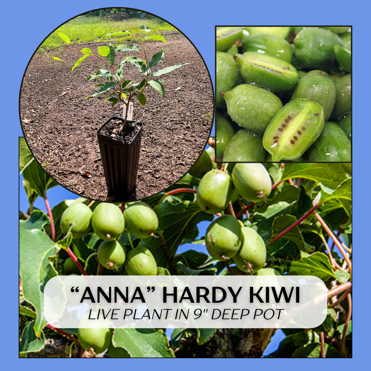 Anna Hardy Kiwi (female) — New Earth Nursery