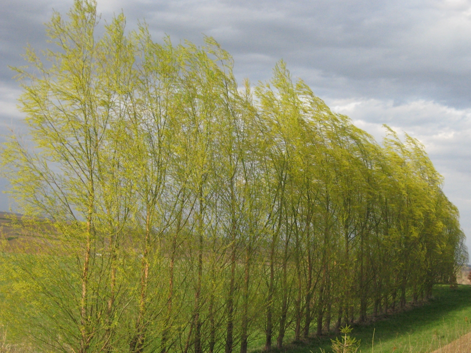 Trees for Graziers photo