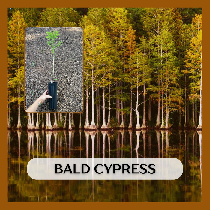 Bald Cypress