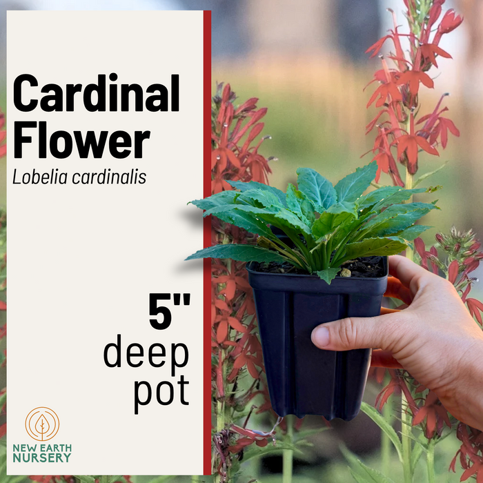 Cardinal Flower | Lobelia cardinalis