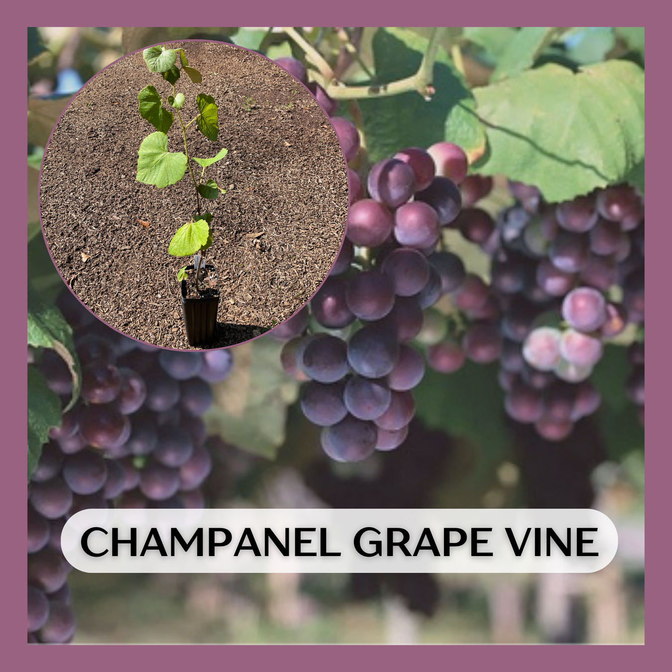 Grapes