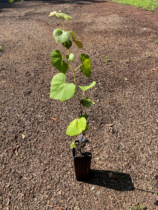 Champanel Grape Vine