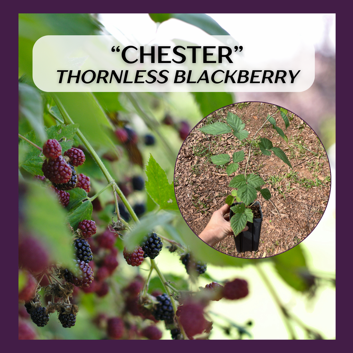 Chester Blackberry — New Earth Nursery