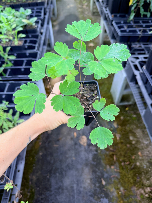 A hand holding a small potted green plant with compound leaves, photographed outdoors between rows of black nursery trays.
